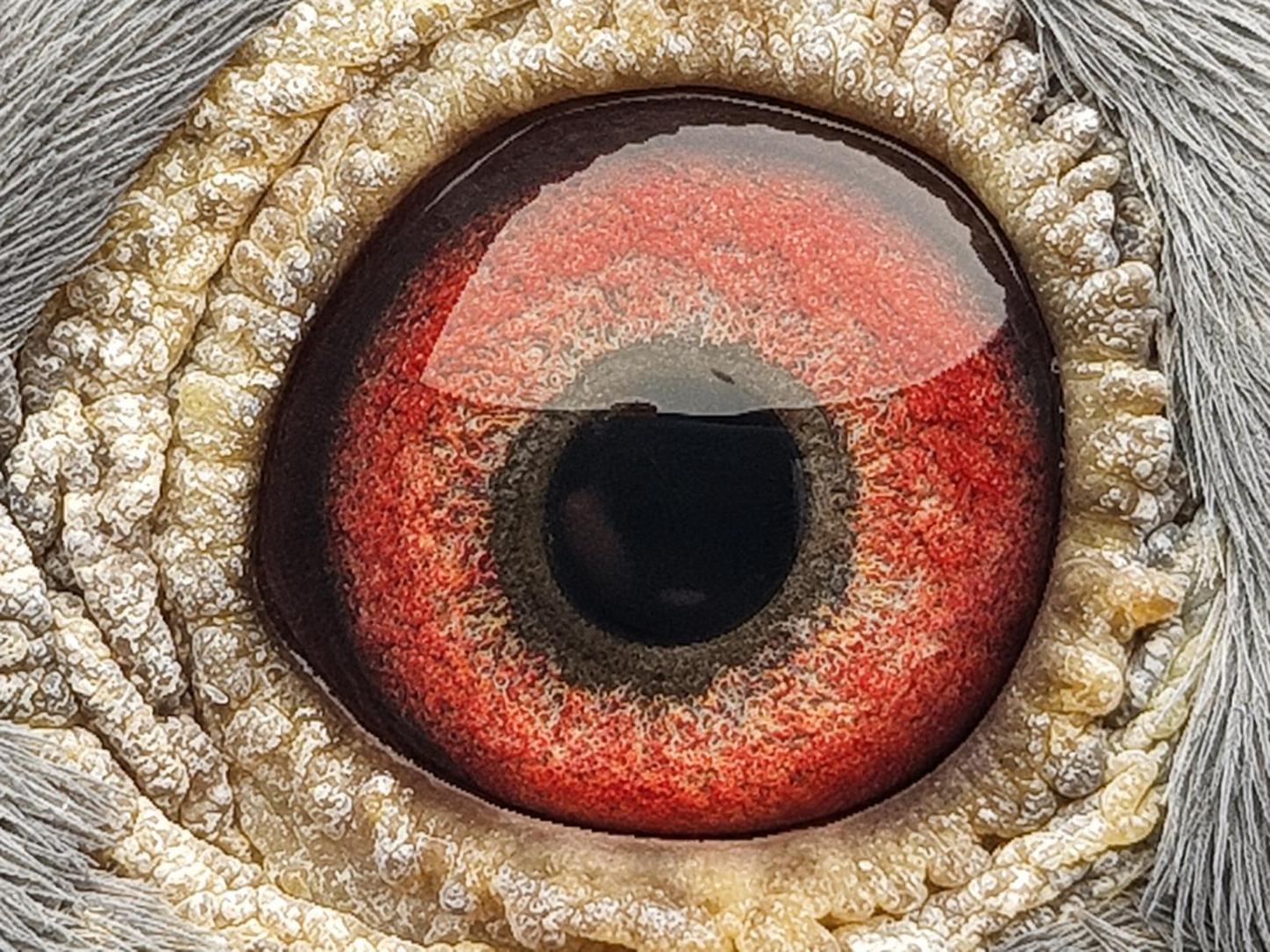 Pigeon eye